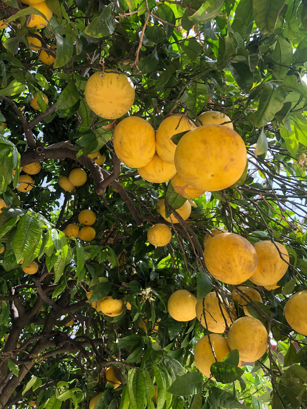 Zitronenbaum von Ischia mit riesen Zitronen